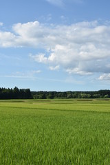 Obraz premium 田んぼ01