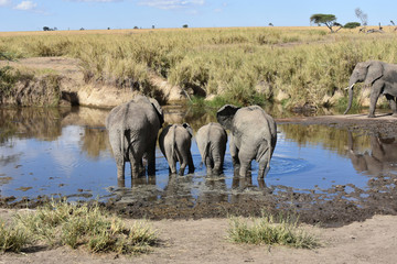 African elephant family drinking water in Serengeti National Park, Tanzania