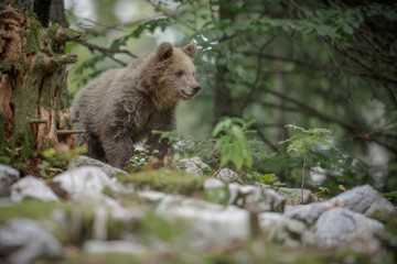 Fototapeta na wymiar Juvenile brown bear wild in Slovenia
