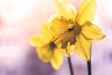 Naklejka premium bunch of yellow daffodils close up