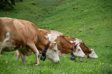Fototapeta na wymiar Three Cows