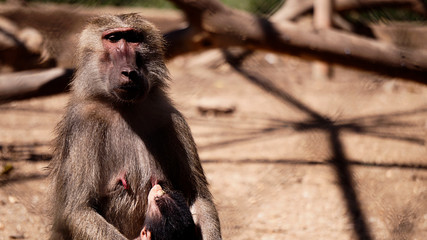 mother monkey and baby