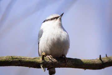 Nuthatch, Sitta europaea, Eurasian nuthatch
