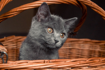 Fototapeta na wymiar british cat sitting in a basket and dreaming