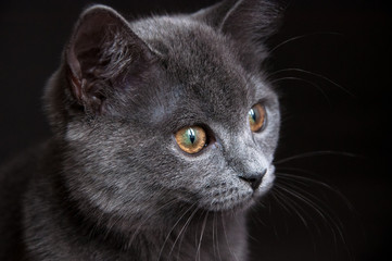 a portreit of british cat on black background