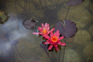 Flowers in Water