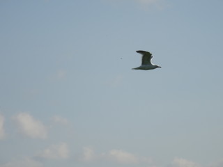 seagull in the sky