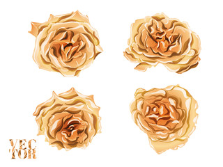 Vector Rose Background.