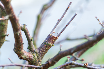 Spring grafting of trees .