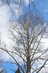 Fototapeta na wymiar Old big clumsy birch in the winter forest against the sky
