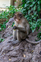 Wild monkey sitting on a stone and eat corn. Thailand