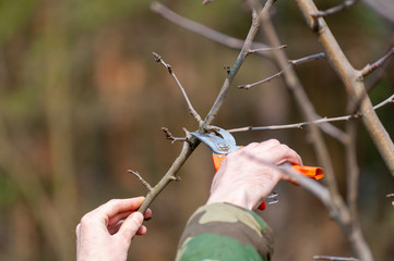 Spring pruning of trees.  Orchard care