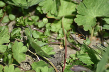 Biene im Flug 