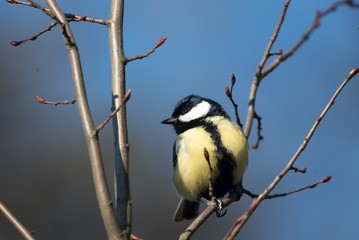 Parus major