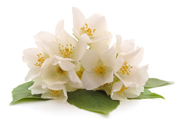 White jasmine flowers.