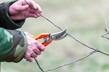 Spring pruning of trees.  Orchard care