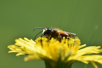 Biene auf L&ouml;wenzahnbl&uuml;te 