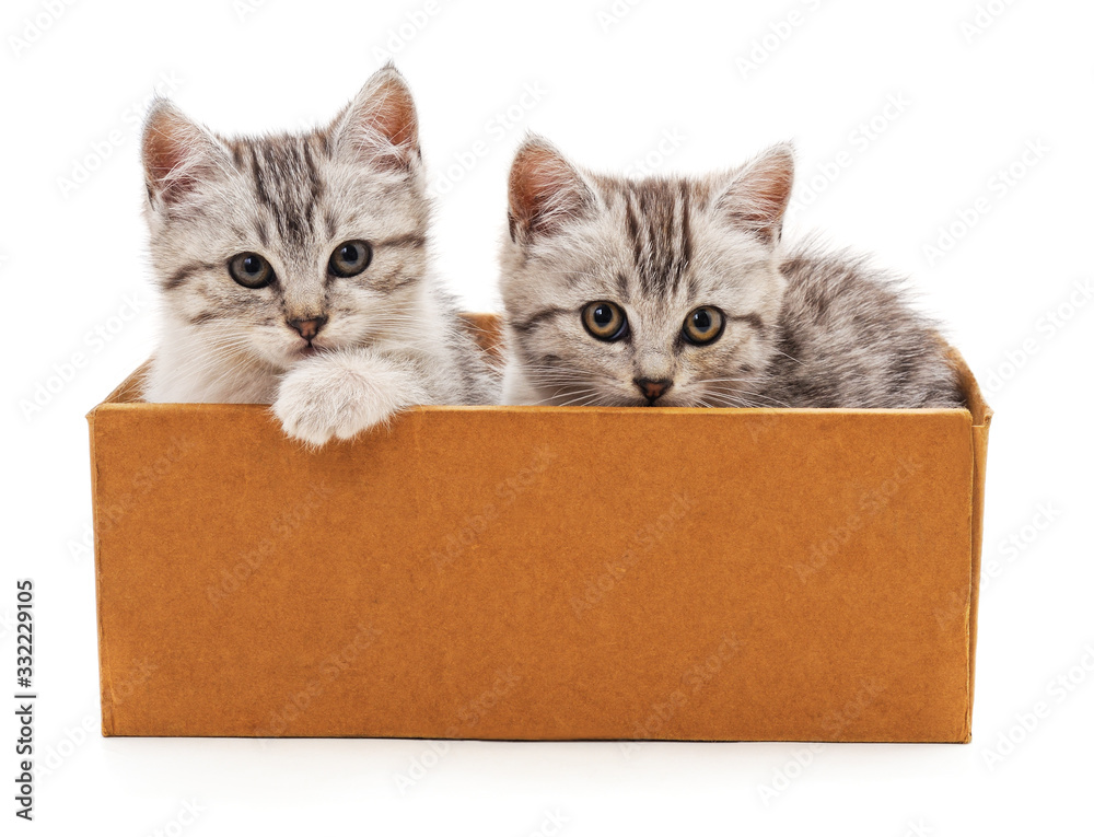 Canvas Prints kittens in the box.