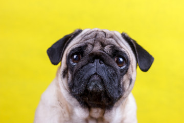 Pug dog with sad big eyes sits on a gray background and looks at the camera