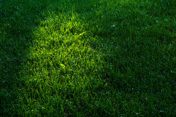 Green lawn in shadows and sunlight, grass background, selective focus, copy space.