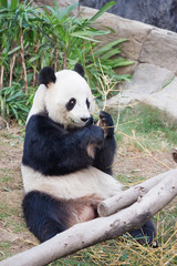 Fototapeta premium Black and white panda eats bamboo of HK Ocean Park