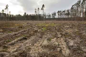 Obraz premium Poręba w lesie zaorana i przygotowana do sadzenia drzewek.
