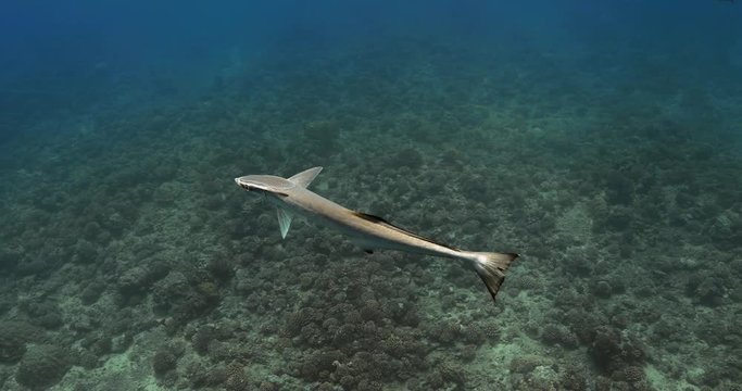Slender suckerfish in the Pacific Ocean. Underwater life of tropical fish near coral reefs. Diving in the clear water.