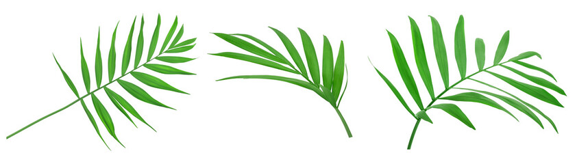 Green leaves of palm tree isolated on white background with clipping path. Set or collection