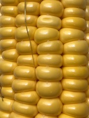 corn