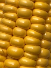 corn