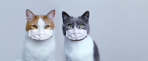 Two cats in medical protective masks. Protection and treatment of the virus. Pandemic 2020.