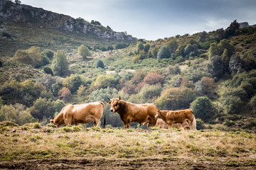 Vacas en el parque natural de Somiedo