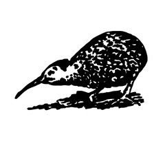 Illustration of kiwi bird of New Zealand isolated on white background