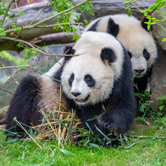 Naklejka premium Giant pandas, bear pandas, baby panda and his mother