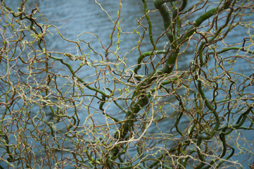 Young spring branches over spring water