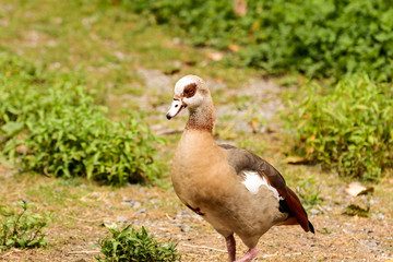 duck in the grass