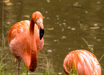 pink flamingo in the zoo