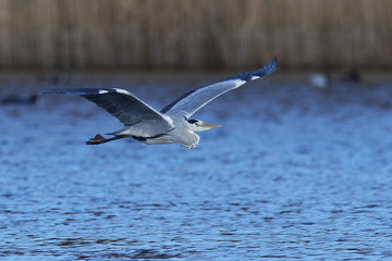 Grey Heron (Ardea cinerea)