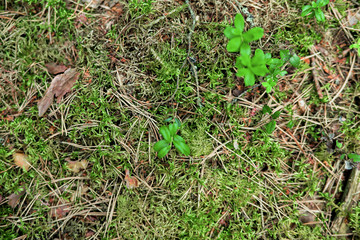 Obraz premium Forest background