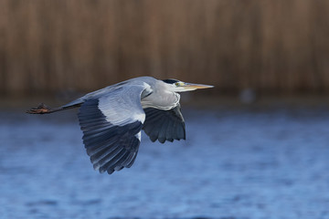 Grey Heron (Ardea cinerea)