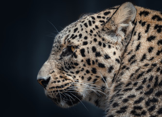 Fototapeta na wymiar Side-On Leopard Portrait