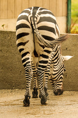 zebra eating grass
