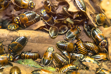 Car cockroaches (Lucihormetica verrucosa) brown with yellow spots on the head crawling on the trunk...
