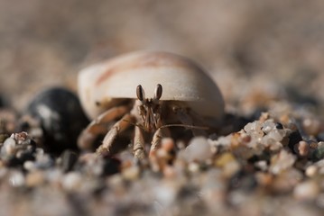 hermit crab
