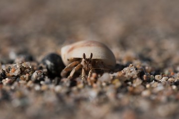 hermit crab