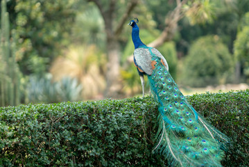 Obraz premium peacock in park