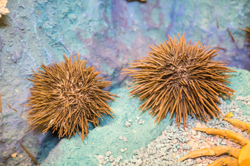 Naklejka na ściany i meble Sea urchins are brown with long needles on a blue background of the sea floor. Marine life, mollusks.