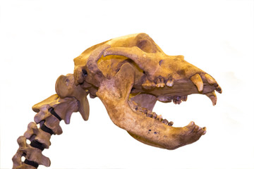 The skeleton of a Cave bear 's head (lat. Ursus spelaeus) isolated on a white background, fauna,...