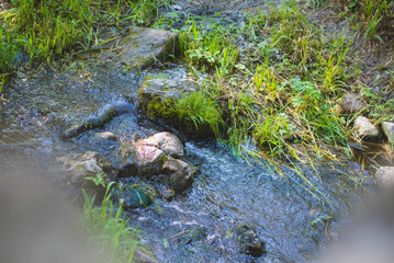 river in forest