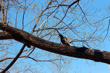수양버들 과 비둘기